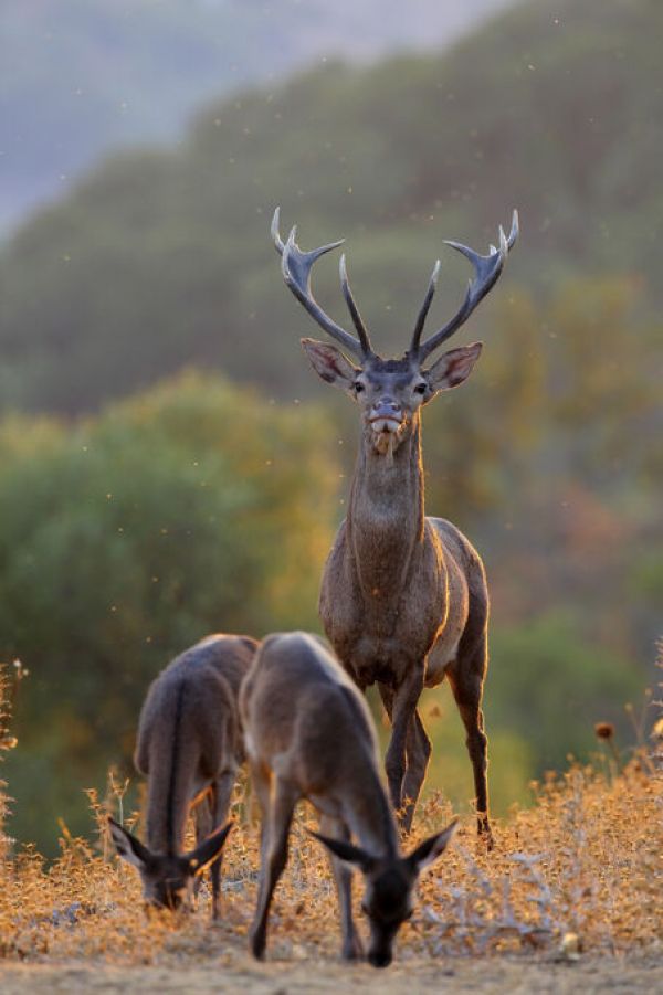 輸入壁紙 カスタム壁紙 PHOTOWALL / Red Deer Stag and Two Hinds (e332103)
