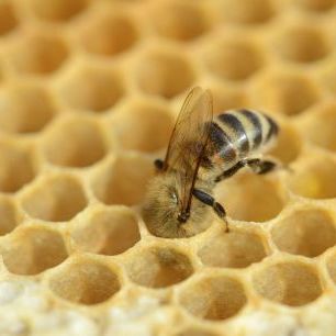 輸入壁紙 カスタム壁紙 PHOTOWALL / European Worker Honey Bee (e332104)