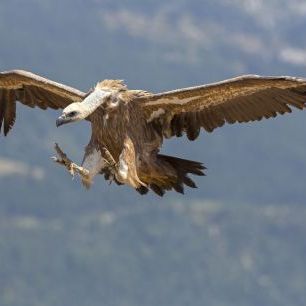 輸入壁紙 カスタム壁紙 PHOTOWALL / Griffon Vulture Coming in to Land (e332116)