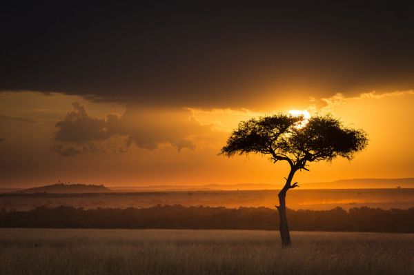 輸入壁紙 カスタム壁紙 PHOTOWALL / Sunset Over Savanna with a Lone Tree II (e332118)