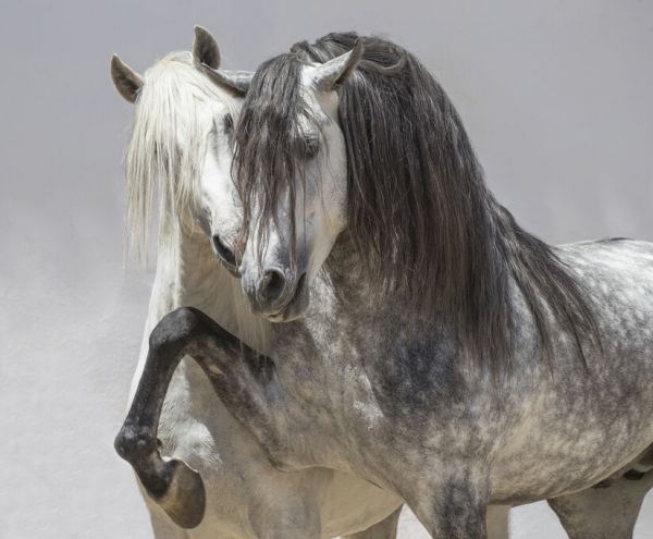 輸入壁紙 カスタム壁紙 PHOTOWALL / Andalusian Horse (e332119)