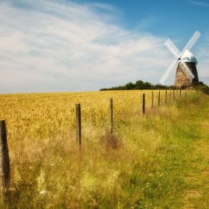 輸入壁紙 カスタム壁紙 PHOTOWALL / Field of Wheat with Halnaker Windmill (e331914)
