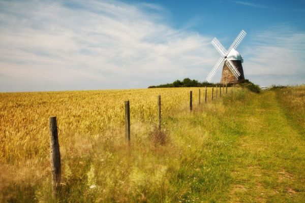 輸入壁紙 カスタム壁紙 PHOTOWALL / Field of Wheat with Halnaker Windmill (e331914)