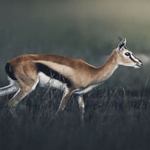 輸入壁紙 カスタム壁紙 PHOTOWALL / White Tailed Deer (e332199)