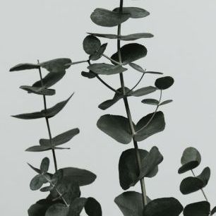 輸入壁紙 カスタム壁紙 PHOTOWALL / Eucalyptus Natural XI (e332236)