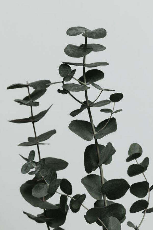 輸入壁紙 カスタム壁紙 PHOTOWALL / Eucalyptus Natural XI (e332236)
