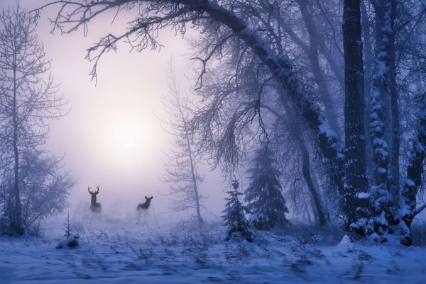 輸入壁紙 カスタム壁紙 PHOTOWALL / Reinder in Snowy Forest (e332355)