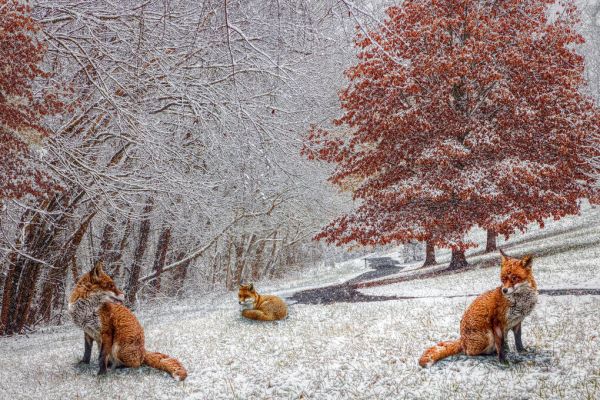 輸入壁紙 カスタム壁紙 PHOTOWALL / Foxes in Winter White and Red (e332505)