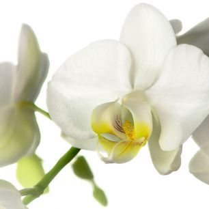輸入壁紙 カスタム壁紙 PHOTOWALL / Moth Orchid (e332541)