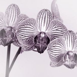 輸入壁紙 カスタム壁紙 PHOTOWALL / Moth Orchid II (e332543)
