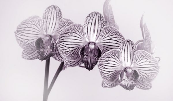 輸入壁紙 カスタム壁紙 PHOTOWALL / Moth Orchid II (e332543)