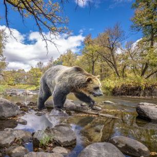 輸入壁紙 カスタム壁紙 PHOTOWALL / Grizzly Bear Creek (e332547)