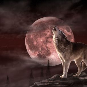 輸入壁紙 カスタム壁紙 PHOTOWALL / Wolf Moon (e332550)