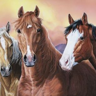 輸入壁紙 カスタム壁紙 PHOTOWALL / Mustang Horses (e332566)