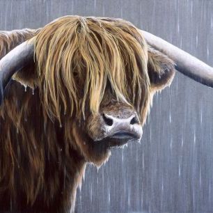 輸入壁紙 カスタム壁紙 PHOTOWALL / Highland Bull Rainy Day (e332569)