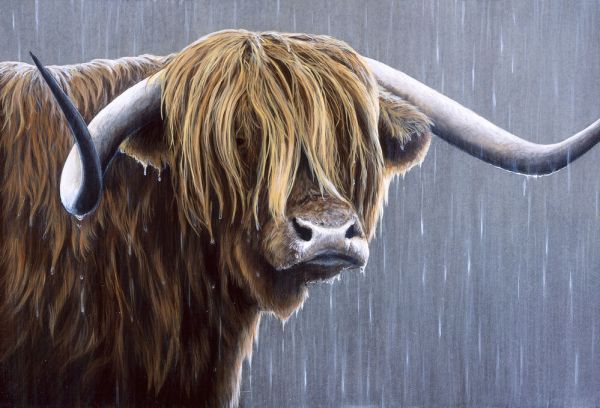輸入壁紙 カスタム壁紙 PHOTOWALL / Highland Bull Rainy Day (e332569)