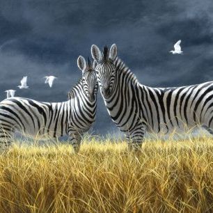 輸入壁紙 カスタム壁紙 PHOTOWALL / Coming of Rain Zebra (e332570)