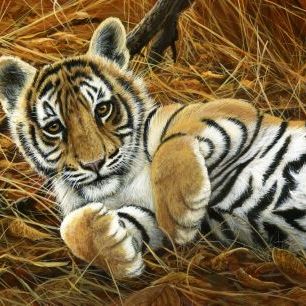 輸入壁紙 カスタム壁紙 PHOTOWALL / Tiger Cub (e332575)