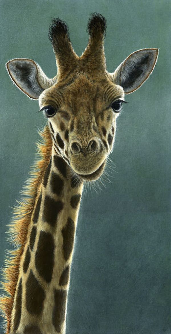 輸入壁紙 カスタム壁紙 PHOTOWALL / Giraffe Beauty (e332577)