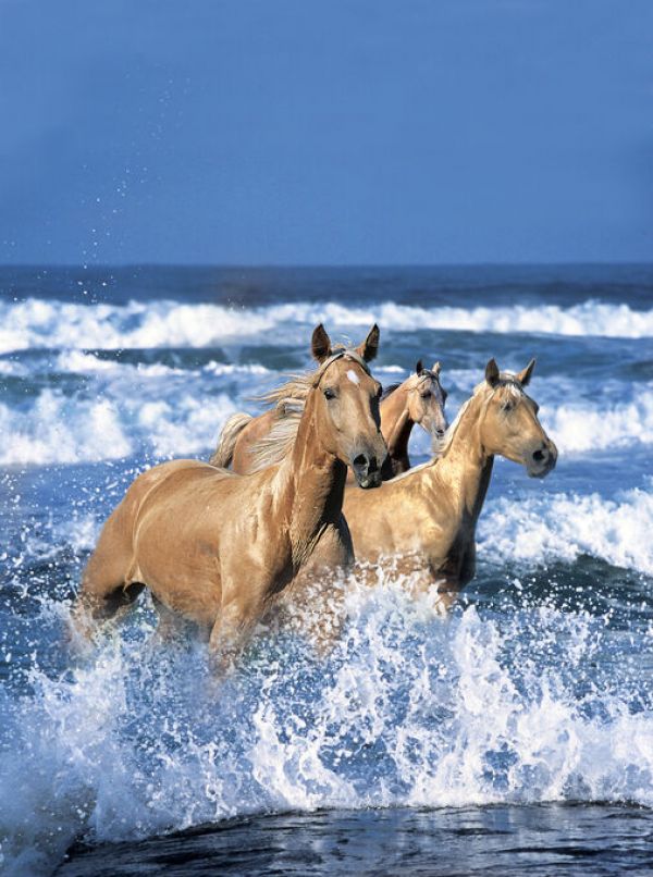 輸入壁紙 カスタム壁紙 PHOTOWALL / Dream Horses (e332582)