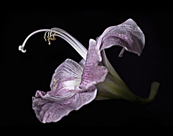 輸入壁紙 カスタム壁紙 PHOTOWALL / Pale Pink Lily (e332586)
