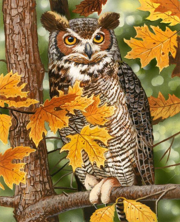 輸入壁紙 カスタム壁紙 PHOTOWALL / Autumn Owl (e332609)