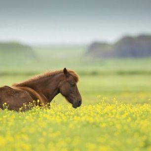 輸入壁紙 カスタム壁紙 PHOTOWALL / Icelandic Horse (e333699)