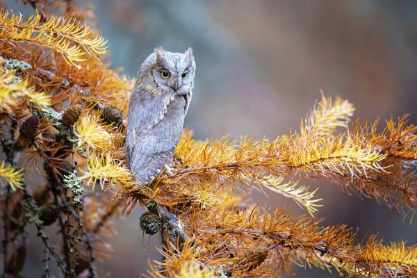 輸入壁紙 カスタム壁紙 PHOTOWALL / Eurasian Scops Owl (e333710)