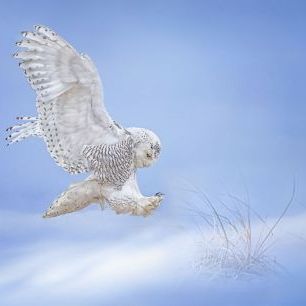輸入壁紙 カスタム壁紙 PHOTOWALL / Snow Owl (e333716)