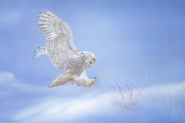輸入壁紙 カスタム壁紙 PHOTOWALL / Snow Owl (e333716)