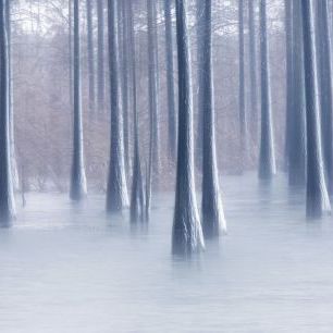 輸入壁紙 カスタム壁紙 PHOTOWALL / Woods in Winter (e333721)