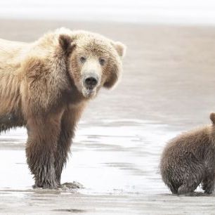 輸入壁紙 カスタム壁紙 PHOTOWALL / Momma Bear and Cubs (e333722)