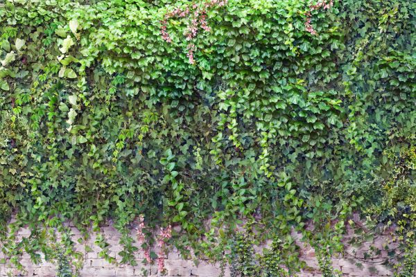 輸入壁紙 カスタム壁紙 PHOTOWALL / Overgrown Brick Wall (e334581)