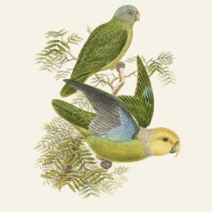輸入壁紙 カスタム壁紙 PHOTOWALL / Lime and Cerulean Parrots (e334791)