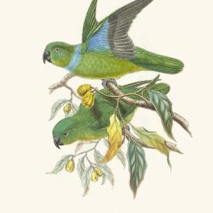 輸入壁紙 カスタム壁紙 PHOTOWALL / Lime and Cerulean Parrots II (e334792)