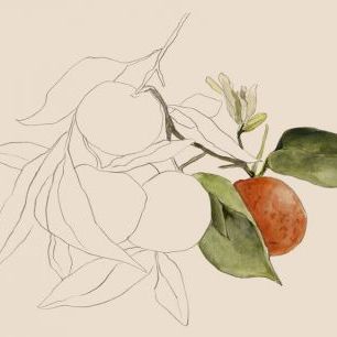 輸入壁紙 カスタム壁紙 PHOTOWALL / Tangerine Sketch (e334874)