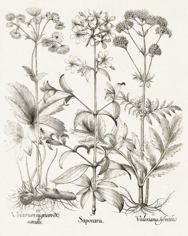 輸入壁紙 カスタム壁紙 PHOTOWALL / Sepia Besler Botanicals II (e335009)
