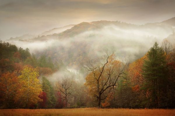 輸入壁紙 カスタム壁紙 PHOTOWALL / Photography Study Autumn Mist (e335065)