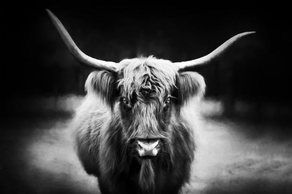 輸入壁紙 カスタム壁紙 PHOTOWALL / Photography Study Highland Cattle (e335066)