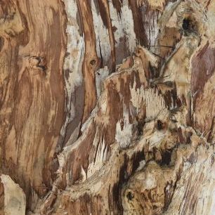 輸入壁紙 カスタム壁紙 PHOTOWALL / Tree Texture Triptych (e335105)