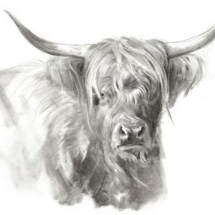 輸入壁紙 カスタム壁紙 PHOTOWALL / Soft Focus Highland Cattle (e335206)
