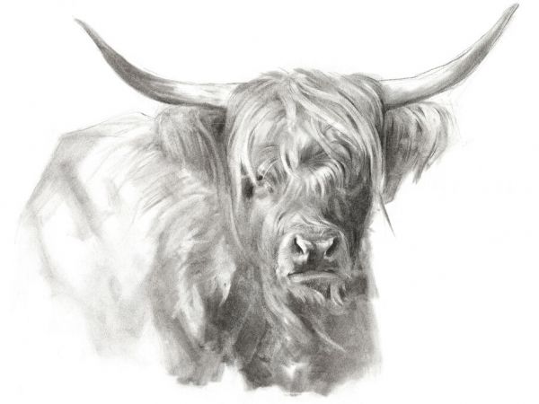 輸入壁紙 カスタム壁紙 PHOTOWALL / Soft Focus Highland Cattle (e335206)