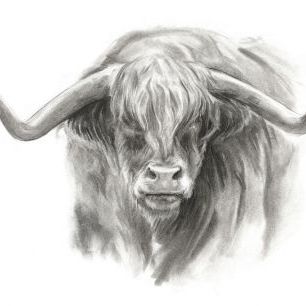 輸入壁紙 カスタム壁紙 PHOTOWALL / Soft Focus Highland Cattle II (e335207)