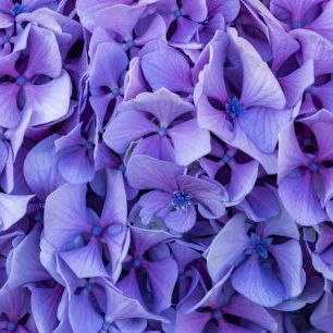 輸入壁紙 カスタム壁紙 PHOTOWALL / Hydrangea Flowers (e338859)