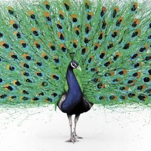 輸入壁紙 カスタム壁紙 PHOTOWALL / Proud Peacock (e83853)