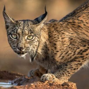 輸入壁紙 カスタム壁紙 PHOTOWALL / Wild Iberian Lynx (e335652)