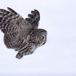 輸入壁紙 カスタム壁紙 PHOTOWALL / Great Grey Owl (e335662)