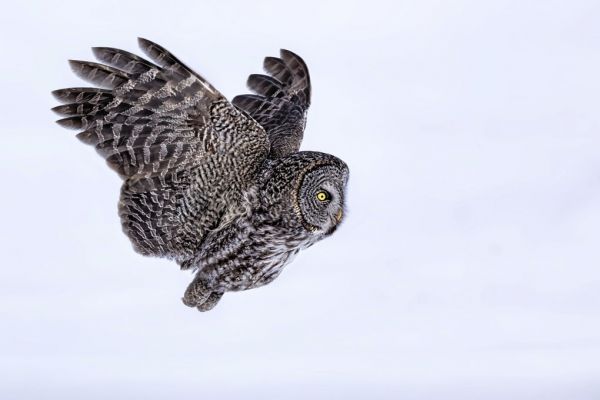 輸入壁紙 カスタム壁紙 PHOTOWALL / Great Grey Owl (e335662)