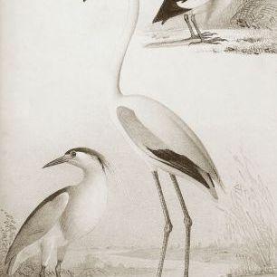 輸入壁紙 カスタム壁紙 PHOTOWALL / Sepia Water Birds (e336327)