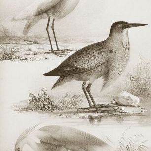 輸入壁紙 カスタム壁紙 PHOTOWALL / Sepia Water Birds III (e336329)